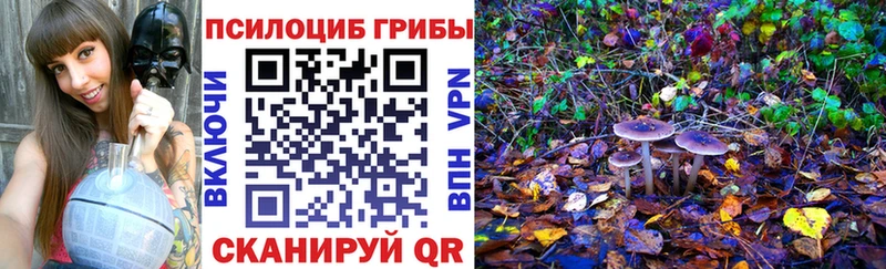 маркетплейс Telegram  Салаир  Псилоцибиновые грибы Psilocybine cubensis 